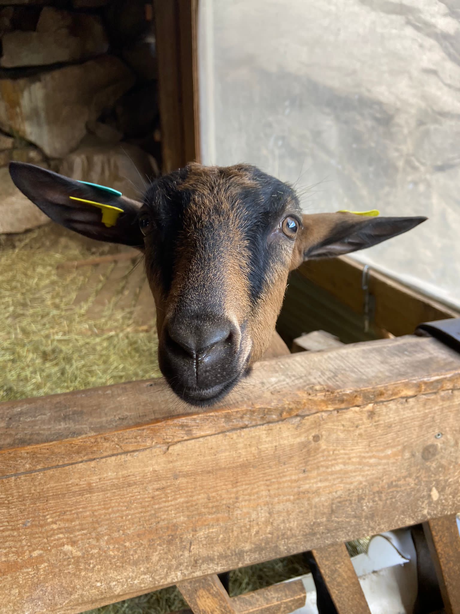 ostéopathie vétérinaire chèvre mouton Pauline Bourdette