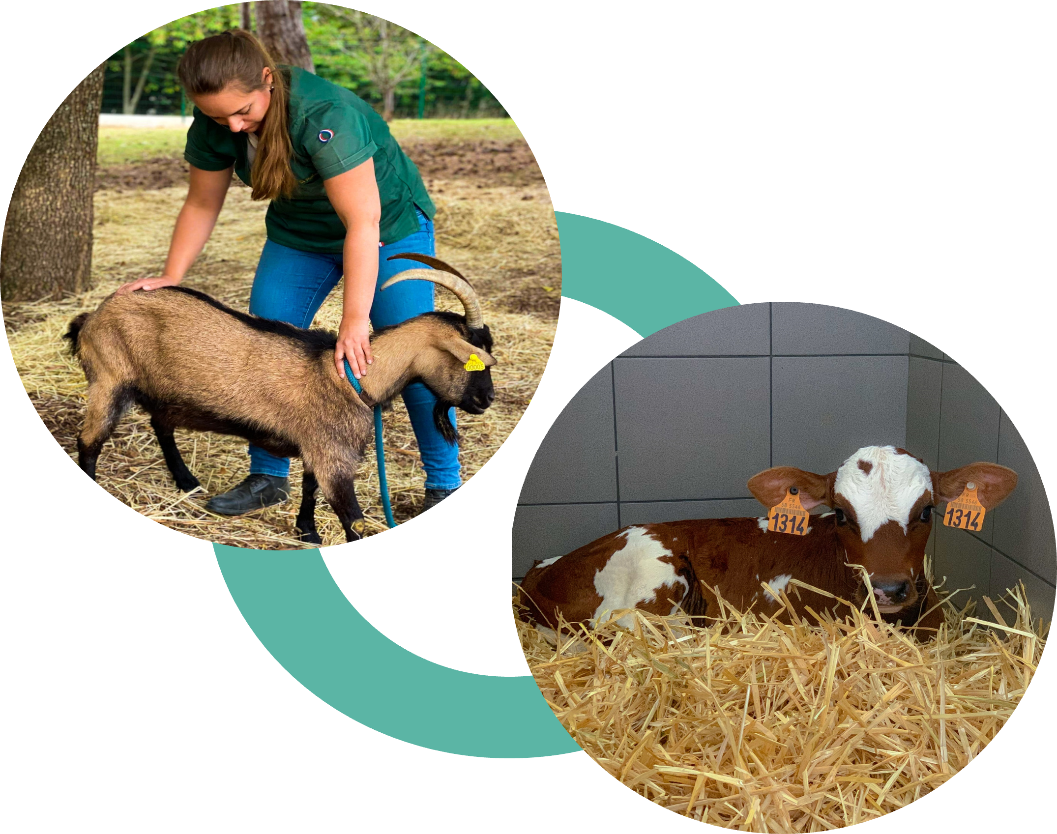 Ostéopathie vétérinaire consultation animal bovin veau ruminants chèvre mouton Pauline Bourdette