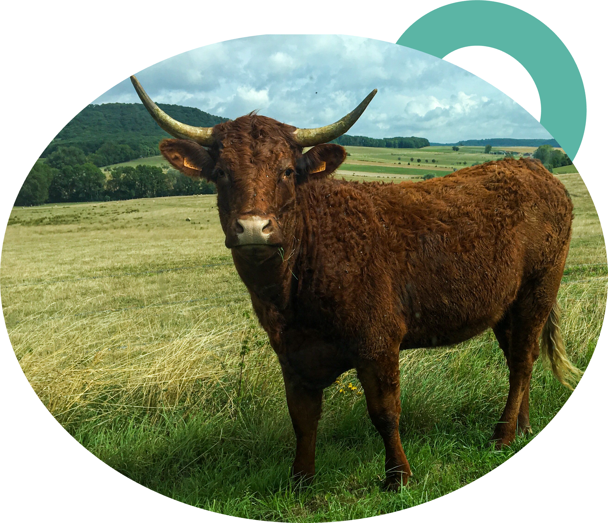 Ostéopathie vétérinaire consultation animal bovin vache allaitante Pauline Bourdette